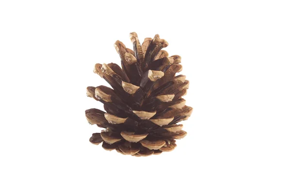 Pine Tree Cone Isolated White — Stock Photo, Image