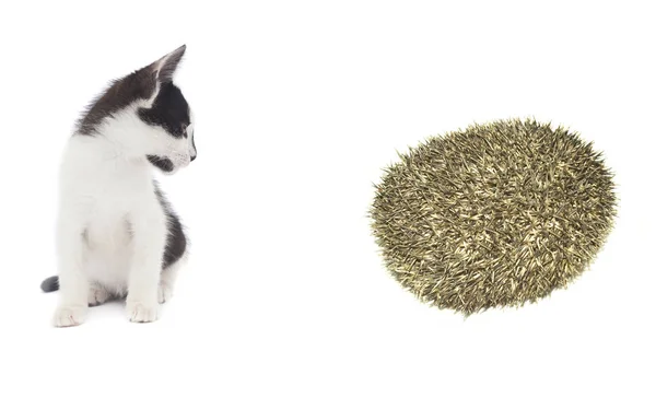 Cat Looking Hedgehog Animal Playing Isolated — Stock Photo, Image