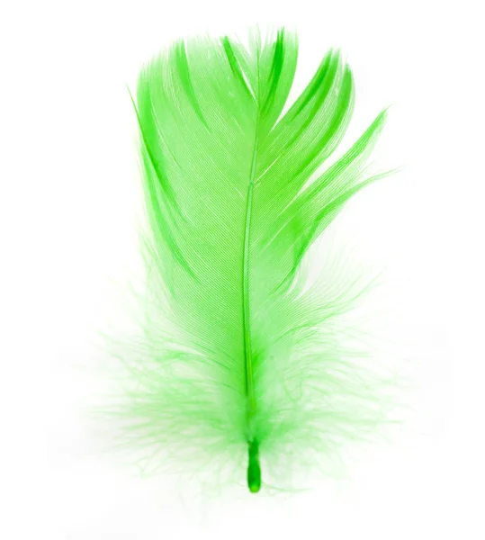 Pluma Pájaro Verde Aislada Blanco — Foto de Stock
