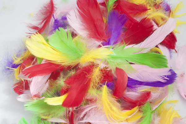 Pile Many Colorful Bird Feathers — Stock Photo, Image