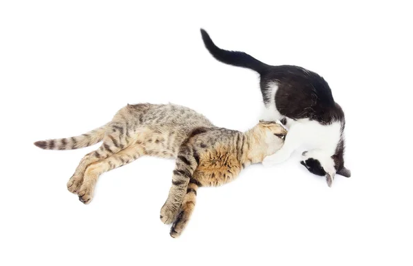 Twee Katten Spelen Geïsoleerd Witte Achtergrond — Stockfoto