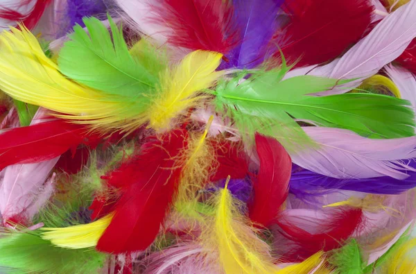 Textura Muchas Plumas Coloridas Aves — Foto de Stock