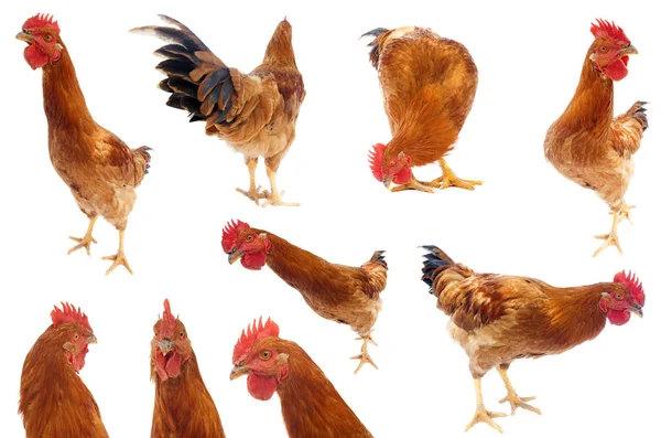 Set Rooster Chicken Collection Isolated White Background — Stock Photo, Image