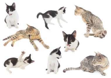 beyaz izole kümesi oynayan kedi