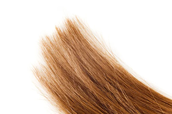 Hnědých Znaků Lesklé Vlasy Konec Izolované Bílém — Stock fotografie