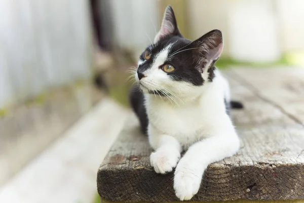 Retrato Gato Doméstico Bonito — Fotografia de Stock