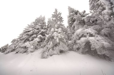 kış sahne çam ağaçlarının İzole Noel dekorasyon için