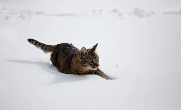 Katze Läuft Winter Schnee — Stockfoto