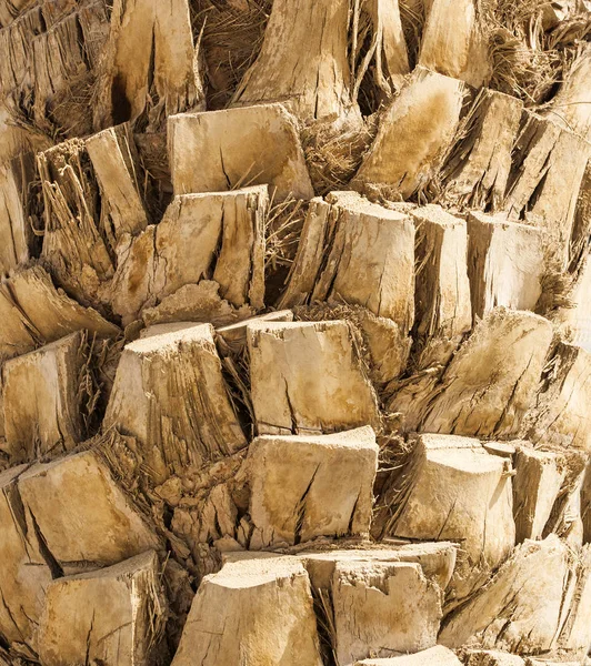 Textura Casca Palmeira — Fotografia de Stock