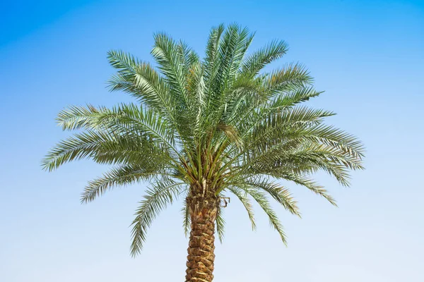 Palmera Naturaleza Con Cielo Azul Claro Fotos de stock libres de derechos