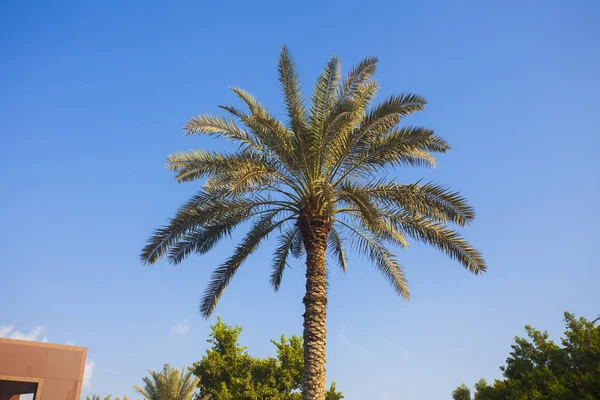 Palm Tree Nature Clear Blue Sky — Stock Photo, Image