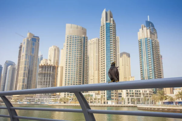 Cute Bird Standing Fence Dubai Marina City — Stock Photo, Image