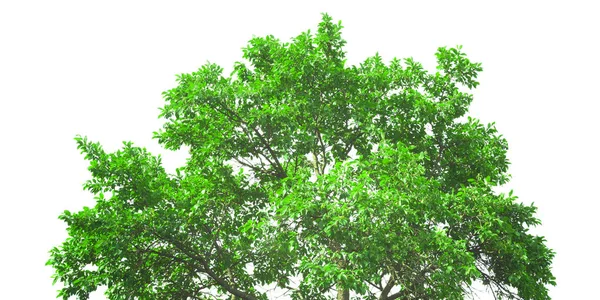 在白色背景查出的新鲜的绿色树的日冕 — 图库照片