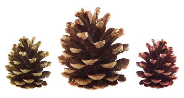 Pine Tree Cones Isolated White — Stock Photo, Image