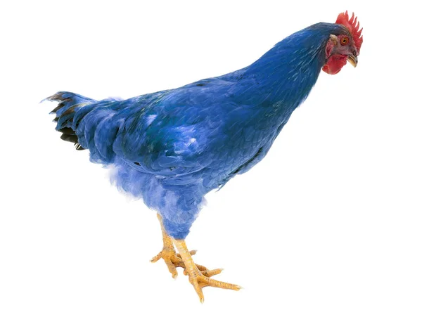 Beyaz Arka Plan Üzerinde Izole Mavi Genetik Değiştirilmiş Tavuk — Stok fotoğraf