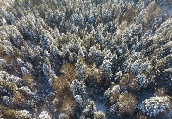 Vista Aérea Floresta Inverno Natureza — Fotografia de Stock