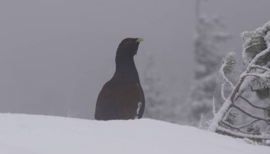 vahşi dağ horozu karda