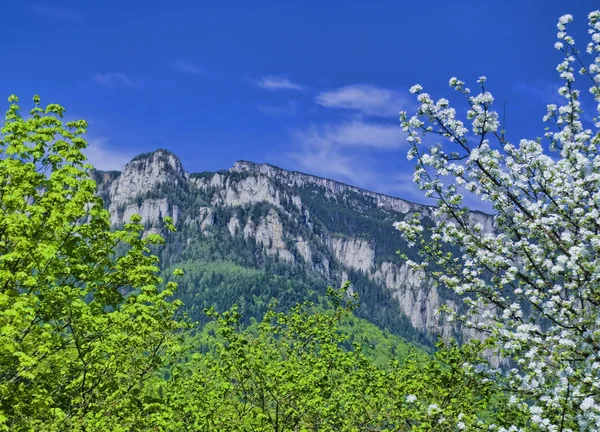 Paysage Saison Printemps Pour Carte Vœux Paysages Montagne — Photo