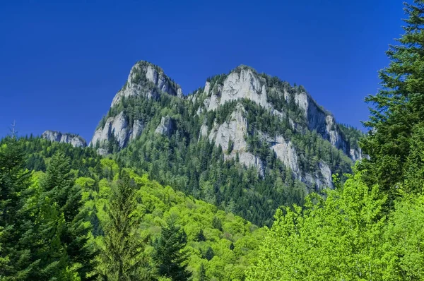 Spring Season Landscape Mountain Forest — Stock Photo, Image