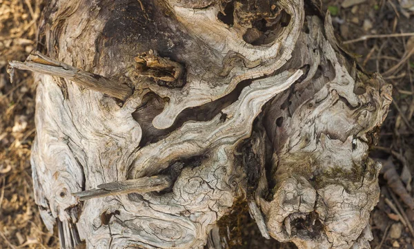 昔の森の木の幹をテクスチャします — ストック写真