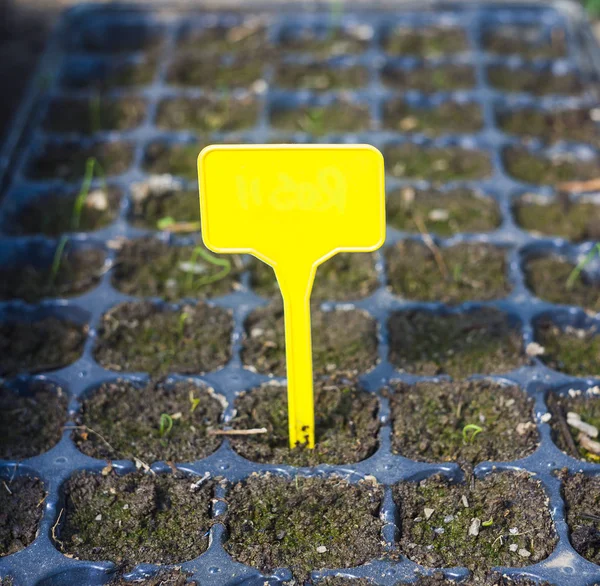 Tag Label Sprout Seedling Garden — Stock Photo, Image