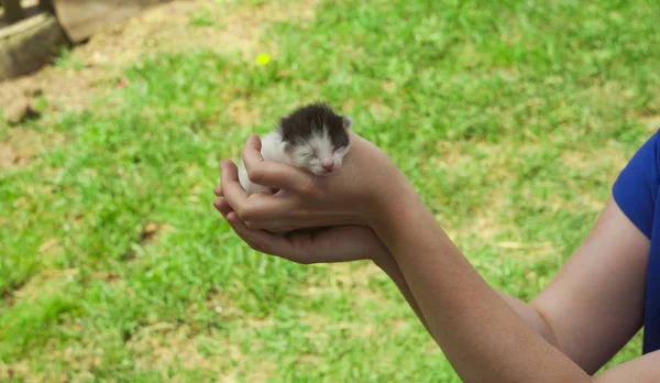 Neugeborenes Katzenbaby Den Händen — Stockfoto