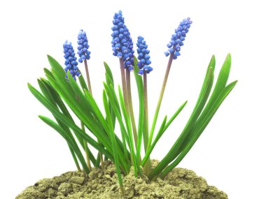 Beyaz arka planda izole üzüm Hyacinth çiçek
