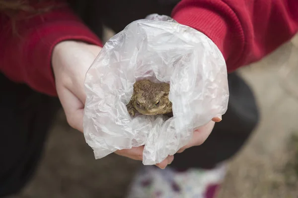 Eller Plastik Torbada Kurbağa Tutarak — Stok fotoğraf