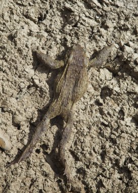 Kuru topraklarda sürünen kurbağa