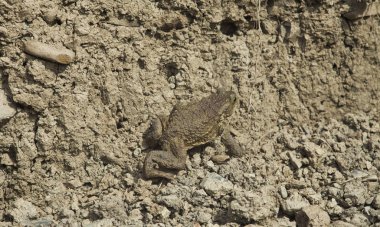 büyük kurbağa kir içinde kamuflajlı