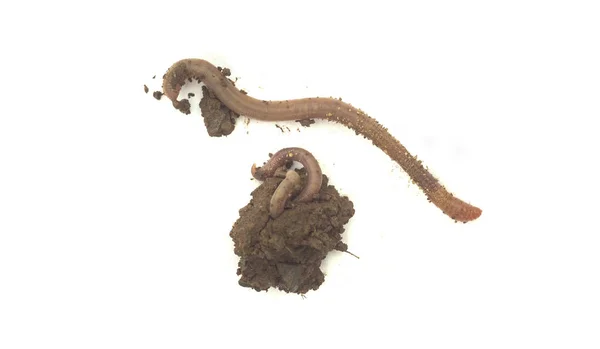 Earth Worm Dirt Isolated White — Stock Photo, Image