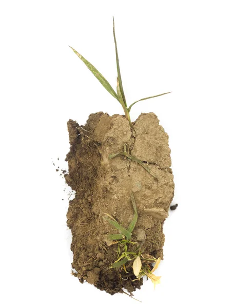 Stuk Grond Vuil Met Groene Plant Geïsoleerd — Stockfoto