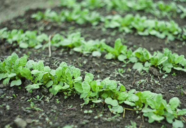 Closeup Radish Vegetable Plant Cultivation — Stock Photo, Image