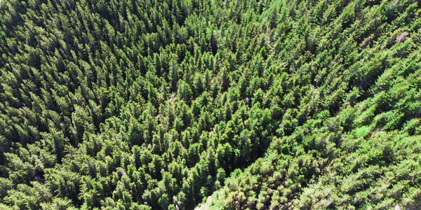 aerial view of forest from drone