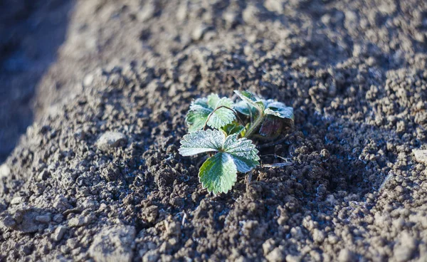 Hoar Strawberry Fruit Plant Cold Weather Concept — Stock Photo, Image