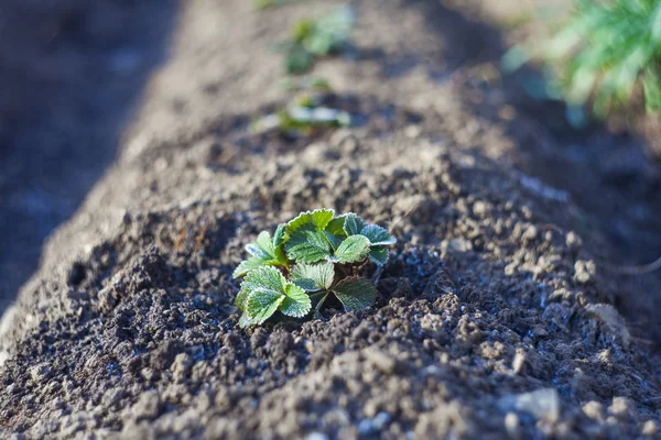 Hoar Aardbei Fruit Plant Koud Weer Concept — Stockfoto