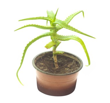 aloe vera tencerede beyaz izole