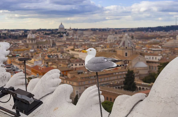Möwenvogel Auf Dem Dach Des Gebäudes Rom Italien — Stockfoto