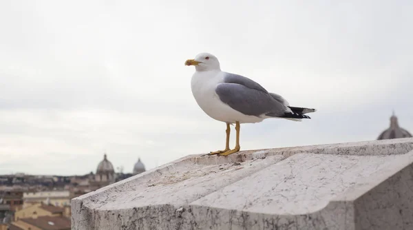 Ptáček Střeše Budovy Řím Itálie — Stock fotografie