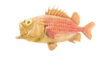 beyaz arka planda izole yaşlı asker balık