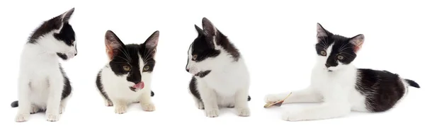 Симпатичная кошка смотрит влево на белом фоне — стоковое фото