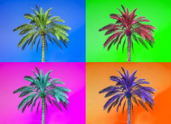 Palm i naturen med klar blå himmel — Stockfoto