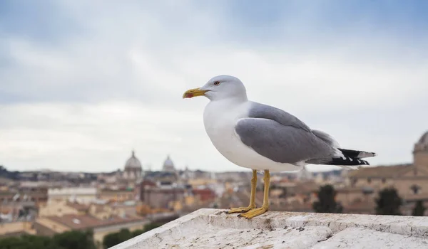 Pájaro Gaviota Techo Del Edificio Roma Italia —  Fotos de Stock