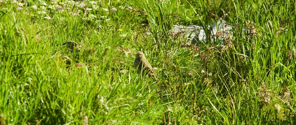 Small Bird Grass — Stock Photo, Image