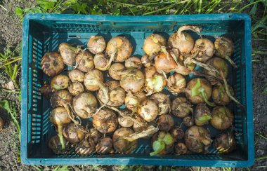 hasat tan sonra taze soğan kutusu. sonbahar sahnesi