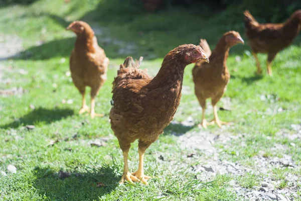 Poulet Dans Herbe Vue Sur Maison — Photo