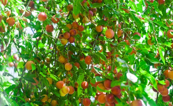 Ciruela Mirabelle Fruta Árbol — Foto de Stock