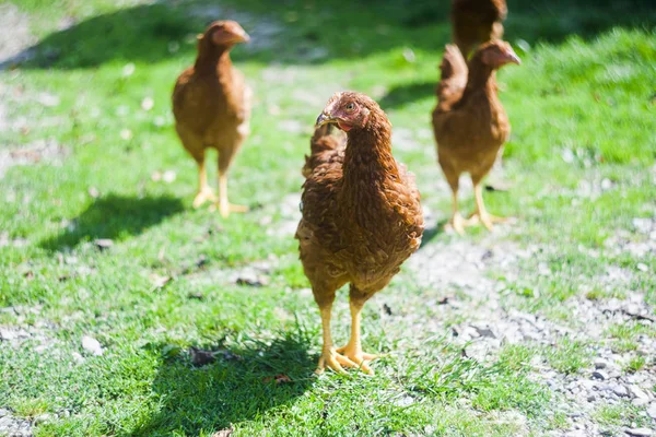 Poulet Dans Herbe Vue Sur Maison — Photo