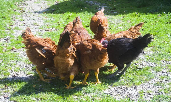 Ομάδα Κοτόπουλο Που Τρώει Καλαμπόκι — Φωτογραφία Αρχείου