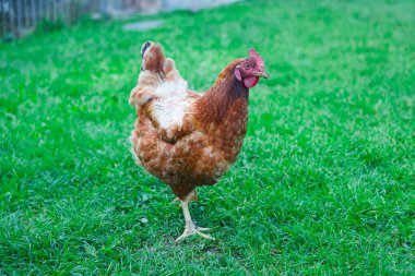 Çimenlerde yürüyen tavuk